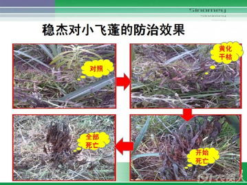 甘蔗田除草新利器 破解甲滅敵抗性，助力高價值農業