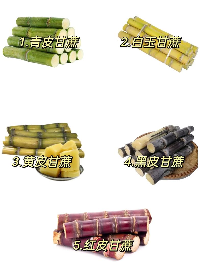 你吃過幾種甘蔗？除了紫皮和青皮，還有這些“甜蜜擔當”等你發現！