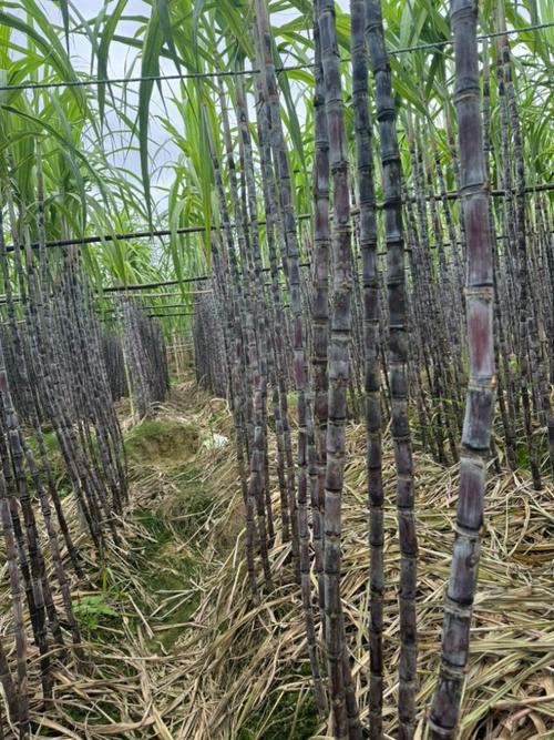 翁源甘蔗 北粵大地的脆甜風物